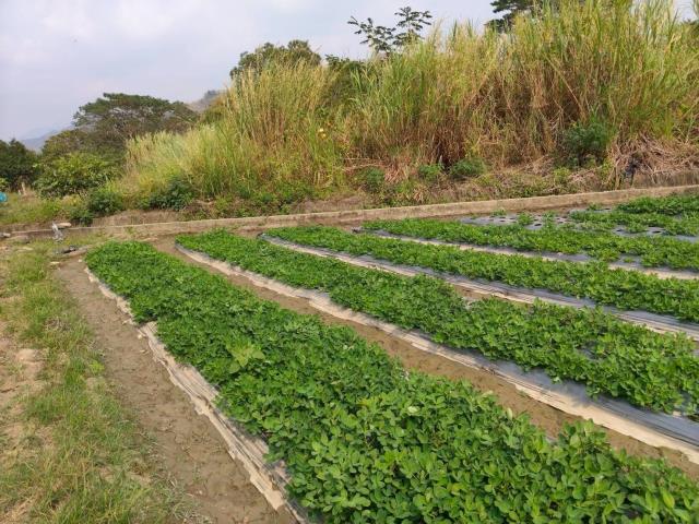 高雄美濃農地-2