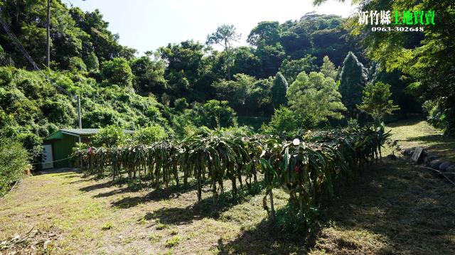 三灣農地-9