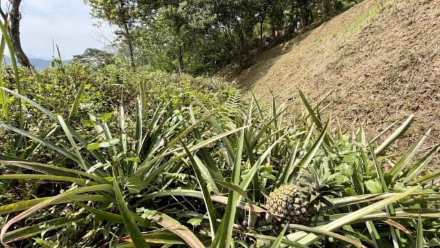 新竹北埔農地-4