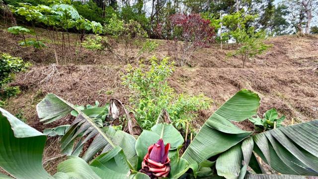 新竹北埔農地-8