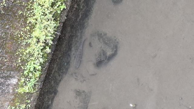 台中石岡農地-8