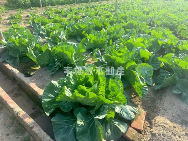 台南南區農地-7