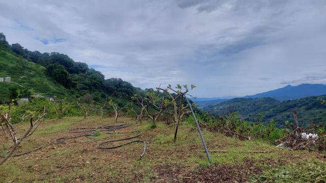 台中市東勢區東崎路梨子園