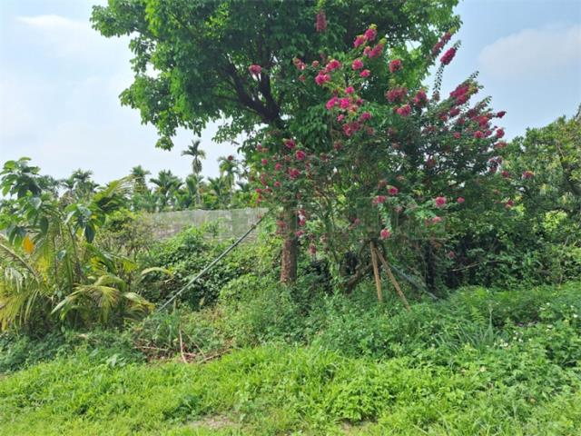 屏東竹田農地-10