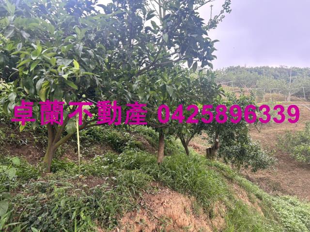 卓蘭農地-2