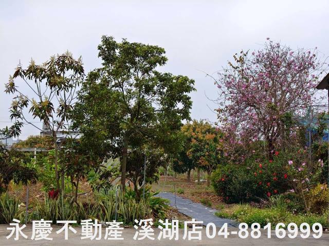 溪湖農地-9