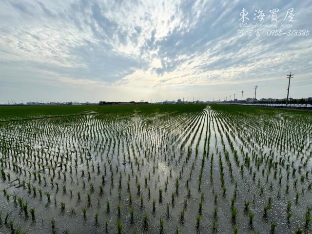 龍井農地-9