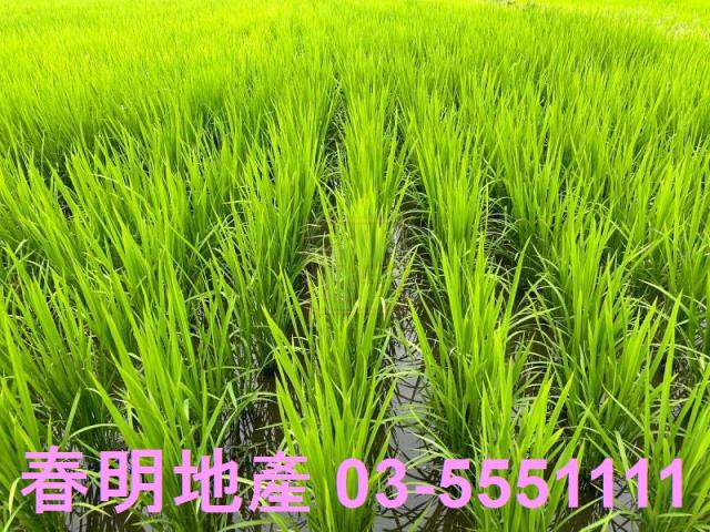 竹北農地-8