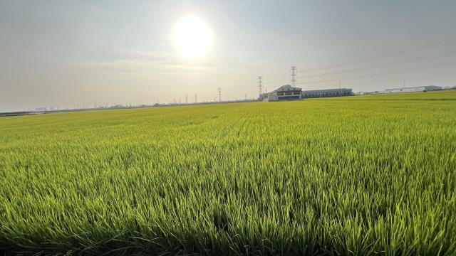 燕巢農地出售B