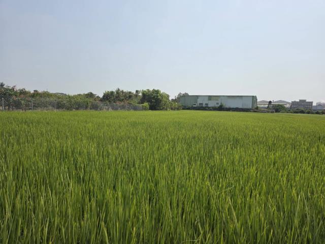 鳥松區無路持方正農地387坪出售