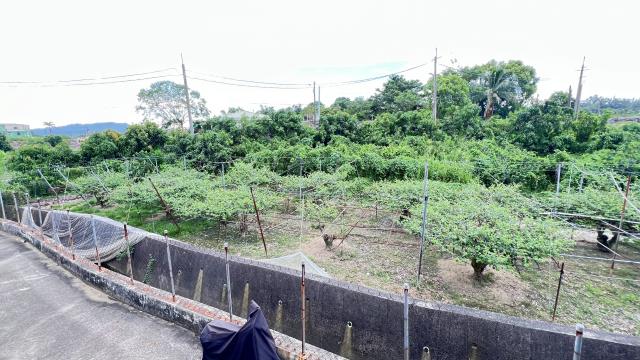 燕巢農地-3