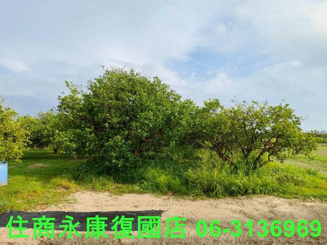 台南佳里農地-14