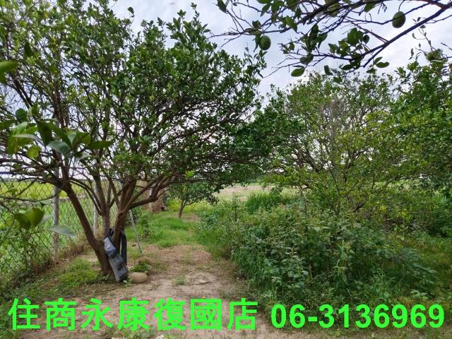 台南佳里農地-6