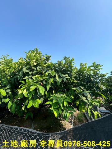屏東農地-1
