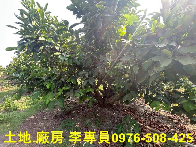 屏東農地-2