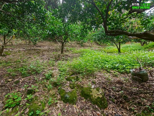 新竹北埔農地-13