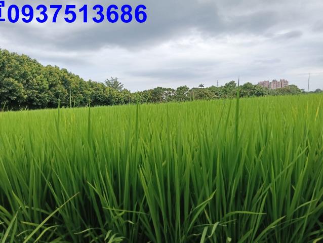 宜蘭頭城農地-3