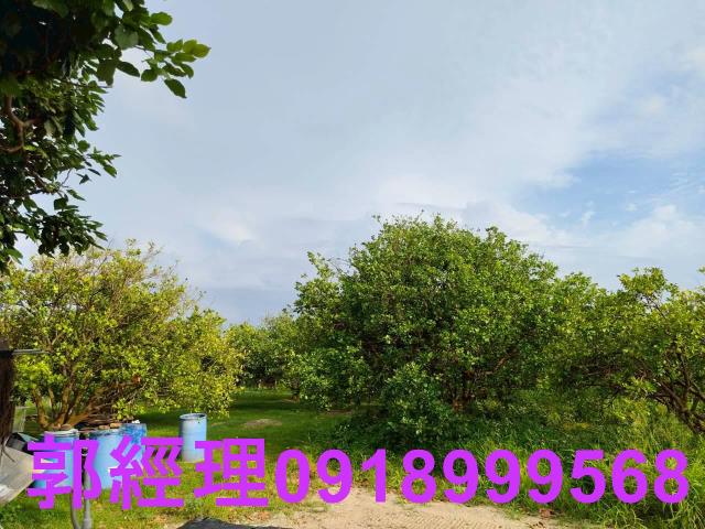 佳里農地-13