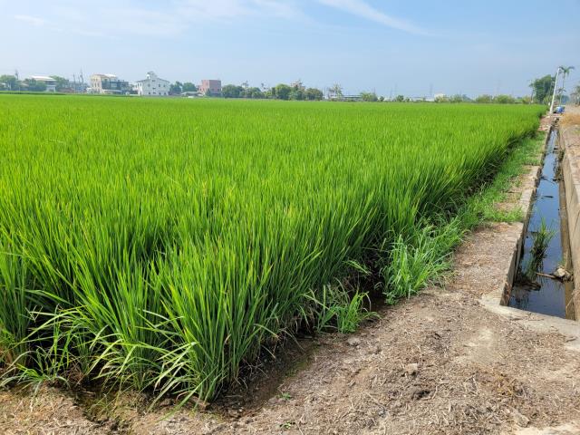六腳農地-2