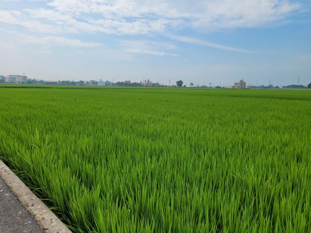 六腳農地-3