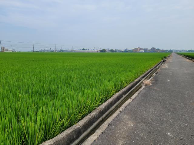 六腳農地-4