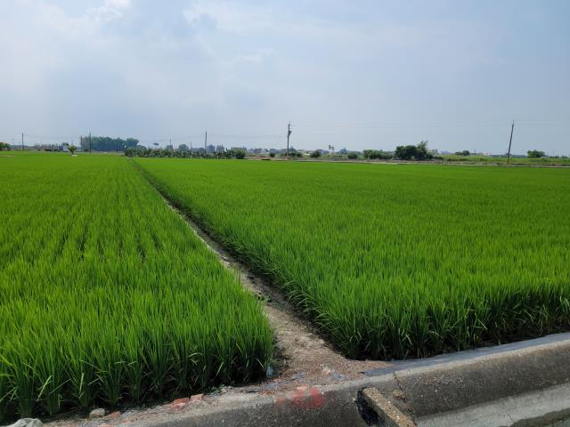 六腳農地-5