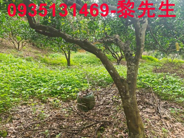 新竹北埔農地-6