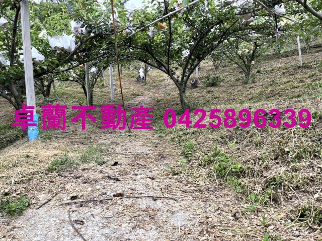 卓蘭農地-9