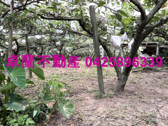 卓蘭農地-7