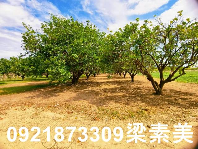 台南佳里農地-3