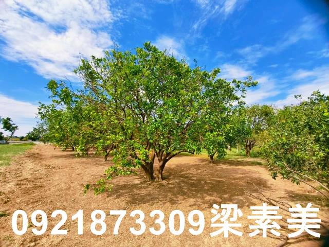 台南佳里農地-7