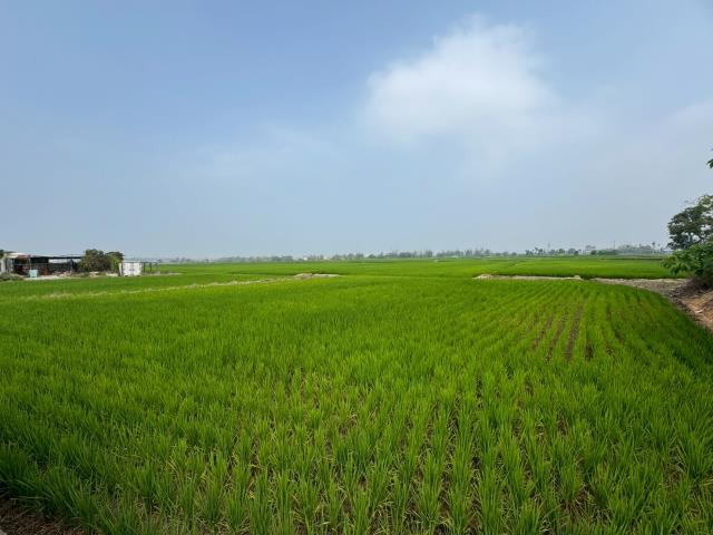 嘉義民雄農地-2