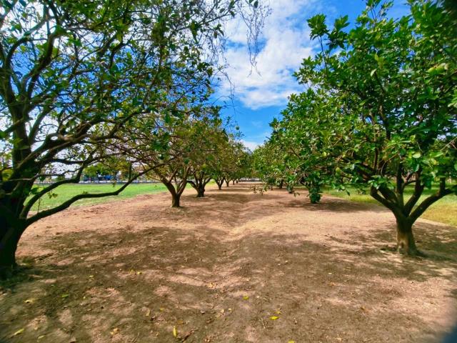 台南佳里農地-6