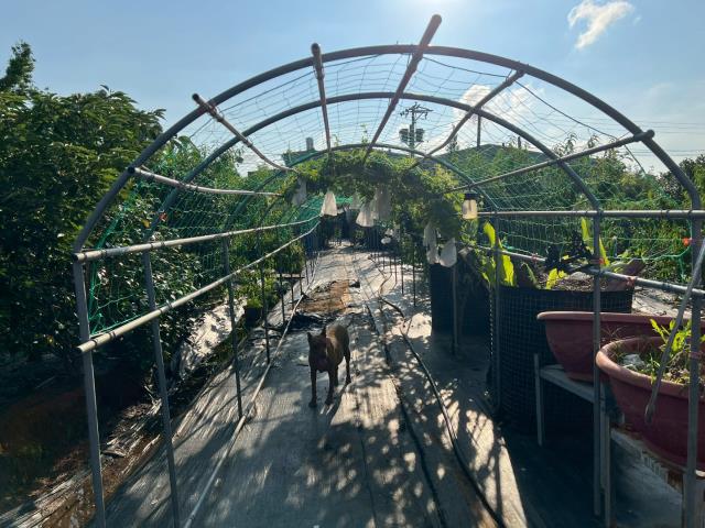 桃園新屋農地-8